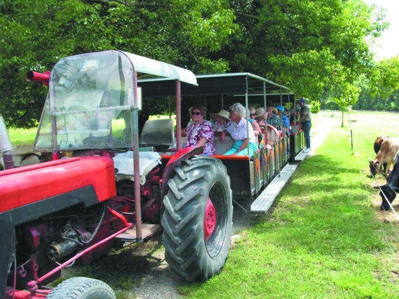 1004 Numinbah Road, Crystal Creek NSW 2484