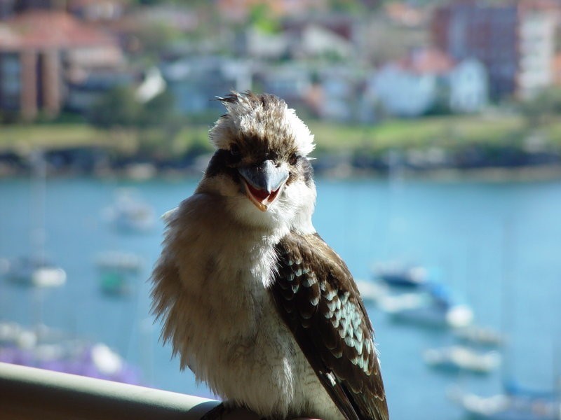 2 Beatty Street, Balgowlah Heights NSW 2093