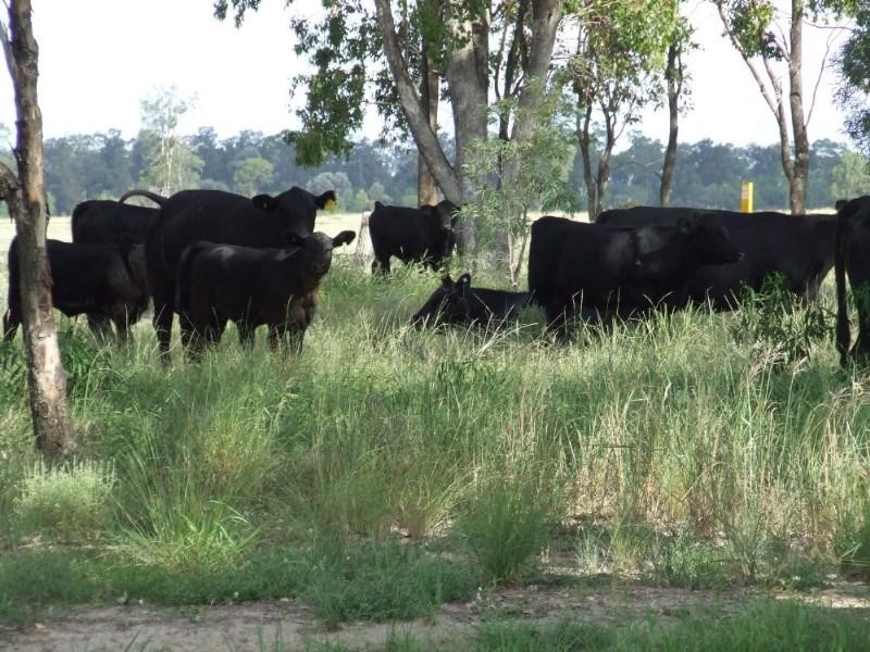 660 Mooroobie Lane, Goondiwindi QLD 4390