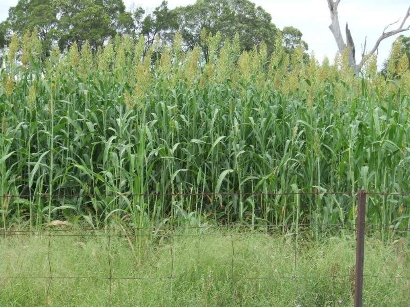 660 Mooroobie Lane, Goondiwindi QLD 4390