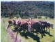 Gunderman NSW 2775