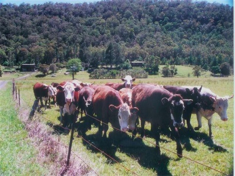 Gunderman NSW 2775