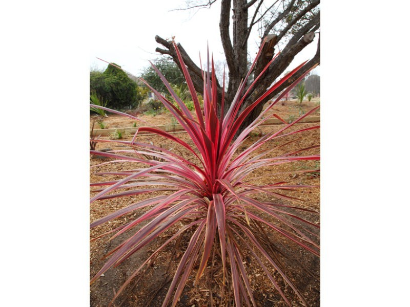 54 Calder Crescent, Holder ACT 2611