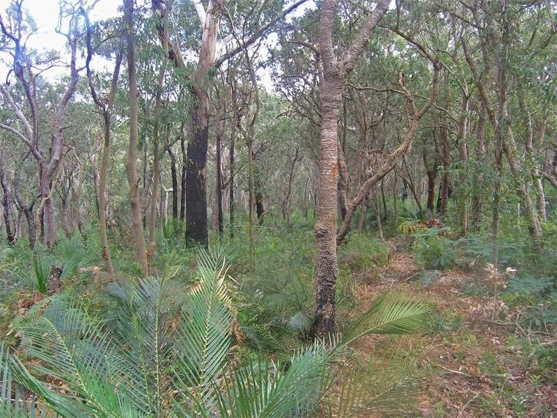 12 South Pacific Drive, Macmasters Beach NSW 2251