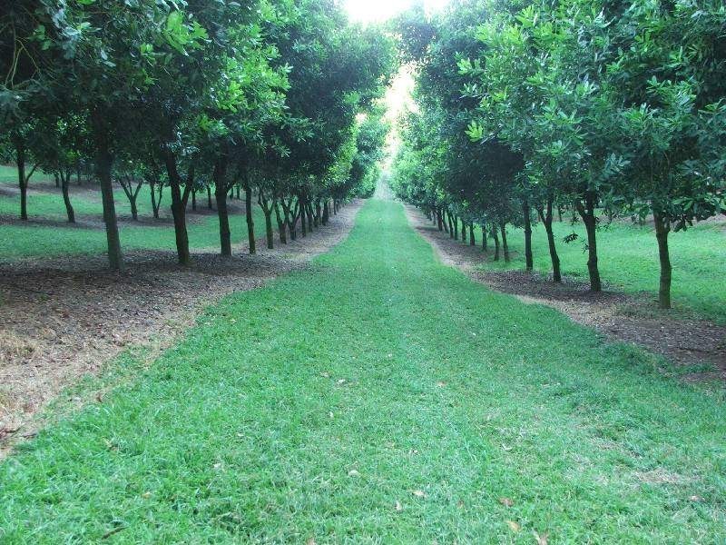 Lots 1 and 2 O’dells Road, Macksville NSW 2447