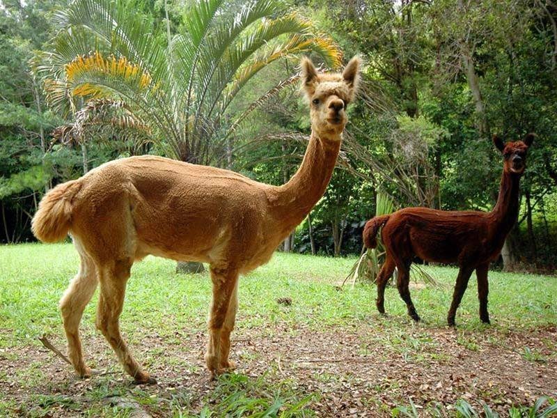 746 Currumbin Creek Road, Currumbin Valley QLD 4223