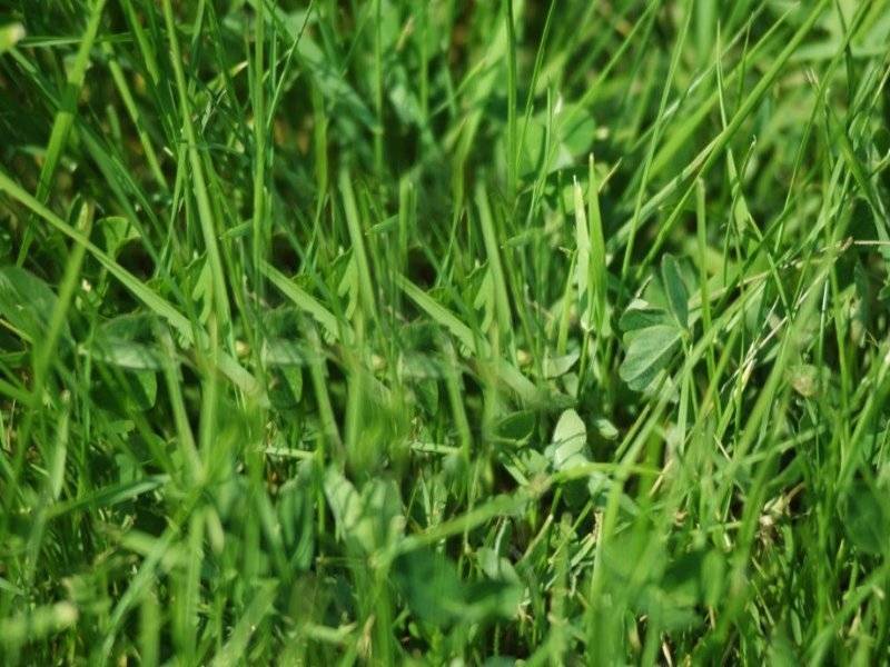 37 Glen Drive, Rye VIC 3941