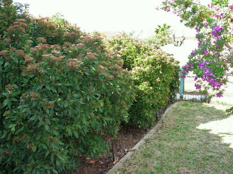 59 Doney Street, Narrogin WA 6312