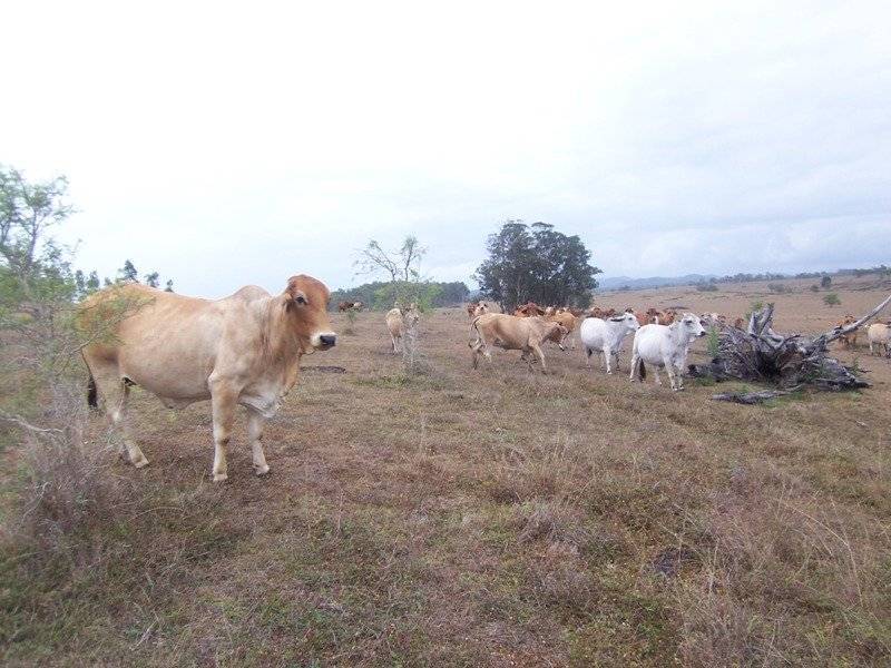 Abbotsford QLD 4670
