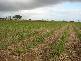 Abbotsford QLD 4670