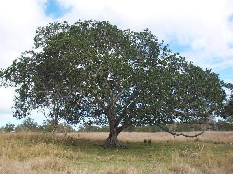 Abbotsford QLD 4670