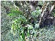 Lot 4 298 Dungay Creek Road * Dungay, Murwillumbah NSW 2484