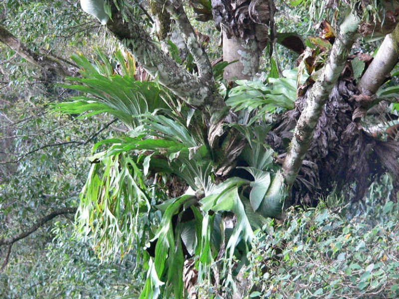 Lot 4 298 Dungay Creek Road * Dungay, Murwillumbah NSW 2484