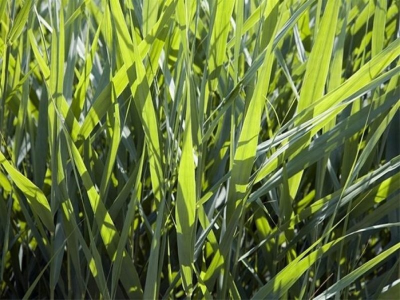 4 Verdure Crescent, Cheltenham VIC 3192