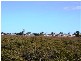 Lot 3 and 4 64 Esplanade, Cowell SA 5602