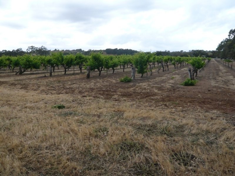 Lot 12 Crennis Mines Road, Angaston SA 5353