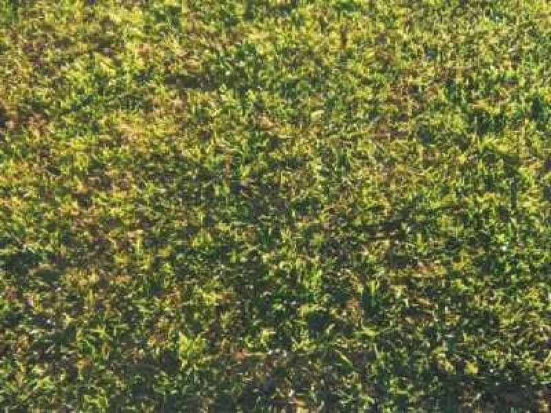 Lot 89 Lot 89 Geraldine Court, Melton VIC 3337