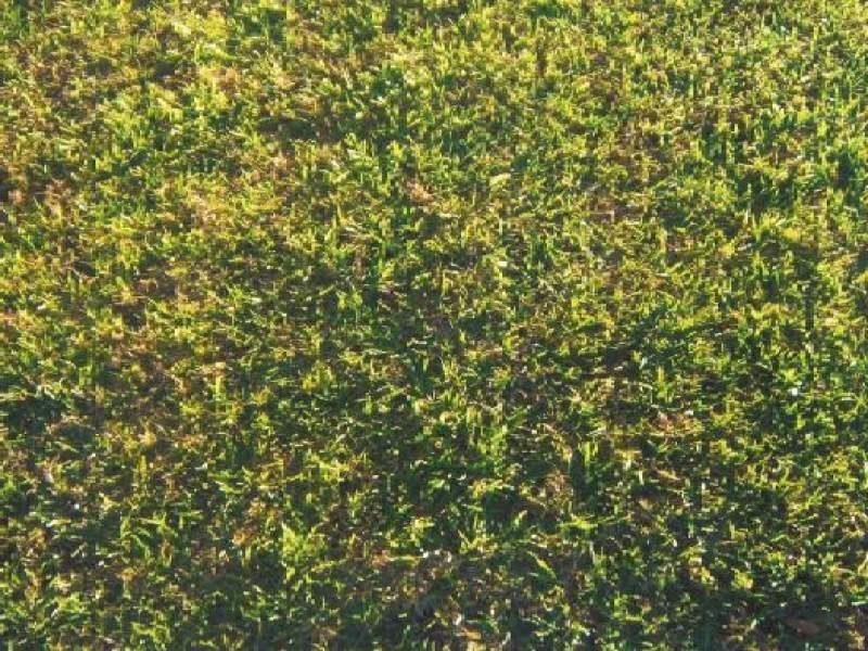 37 Nutwood Crescent, Derrimut VIC 3030