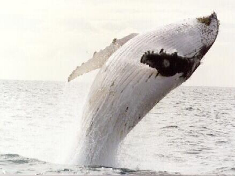 Lot 313 Cape Wilderness Estate, Exmouth WA 6707