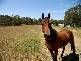 146 Fischer Rd, Carbrook QLD 4130