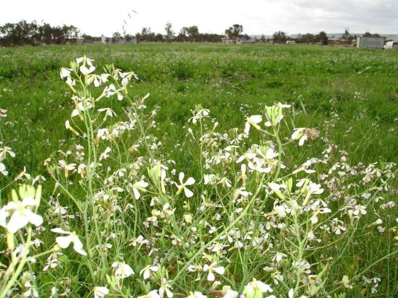 21 Dressage Circle, Deepdale WA 6532