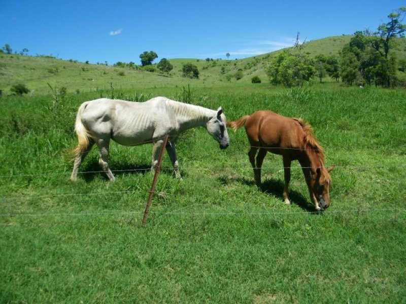 469 Cedarvale Loop Road, Bracewell QLD 4695