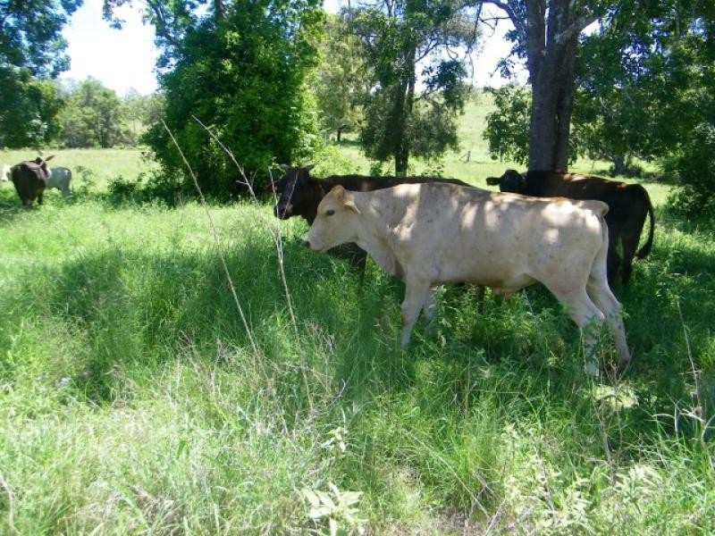 469 Cedarvale Loop Road, Bracewell QLD 4695