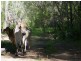 1221 Dude Ranch Road, Iveragh QLD 4680