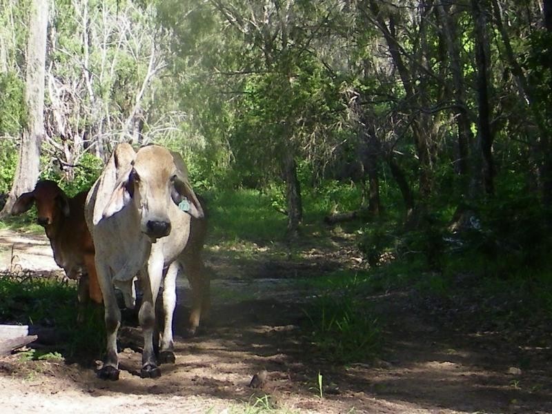 1221 Dude Ranch Road, Iveragh QLD 4680