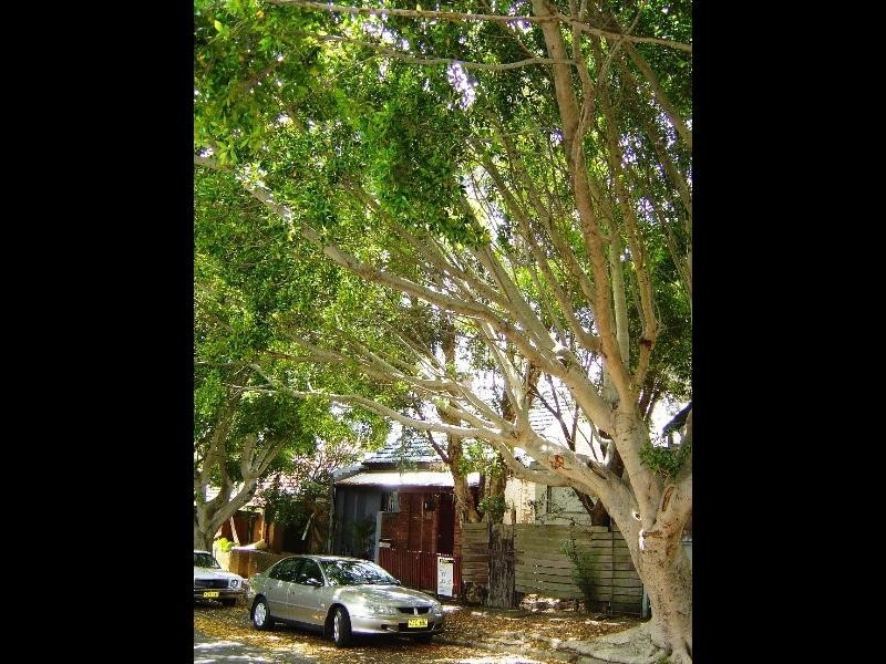 26 Northwood Street, Camperdown NSW 2050