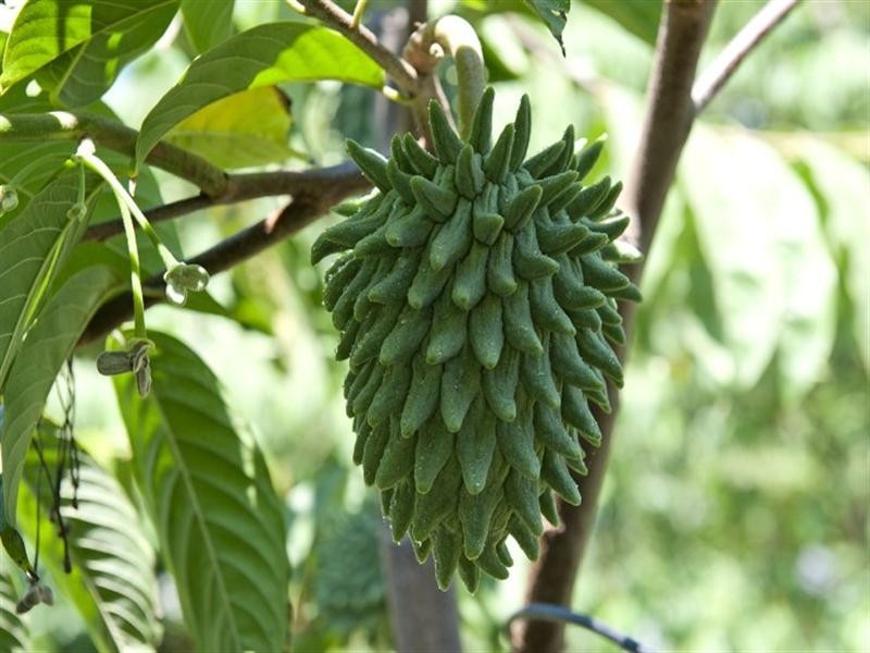 5 Britannia Crescent, Anula NT 0812