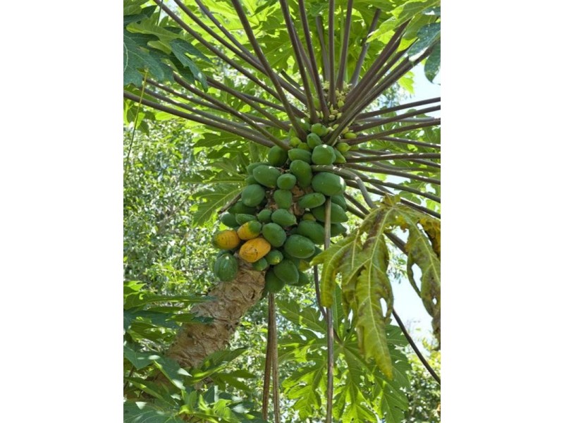 5 Britannia Crescent, Anula NT 0812