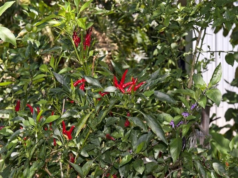 5 Britannia Crescent, Anula NT 0812