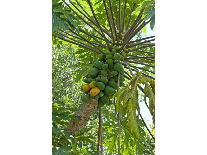 5 Britannia Crescent, Anula NT 0812