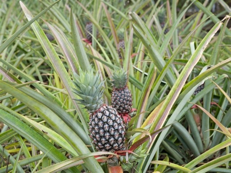 60 Langton Road, Howard Springs NT 0835