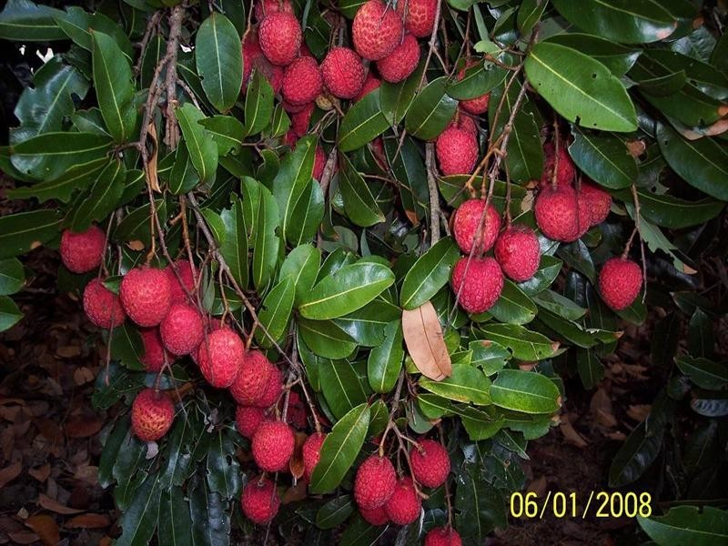 772 Gooburrum Road, Welcome Creek QLD 4670