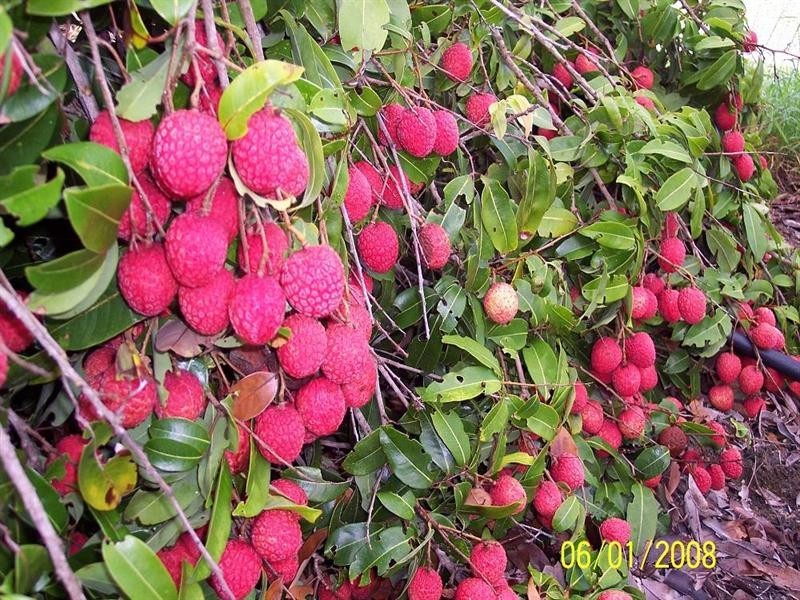 772 Gooburrum Road, Welcome Creek QLD 4670