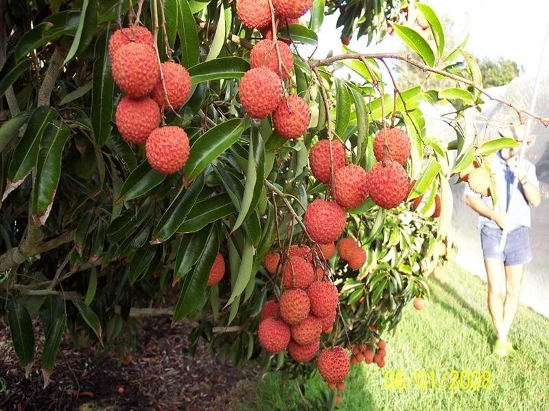 772 Gooburrum Road, Welcome Creek QLD 4670