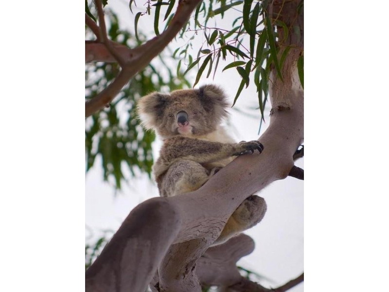 20 Sandhill Road, Anakie VIC 3221