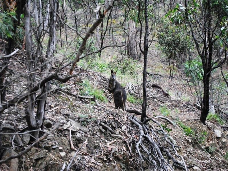 315 South Steiglitz Road, Steiglitz VIC 3331