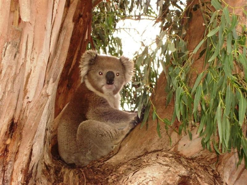 370 Taylors Road, Meredith VIC 3333