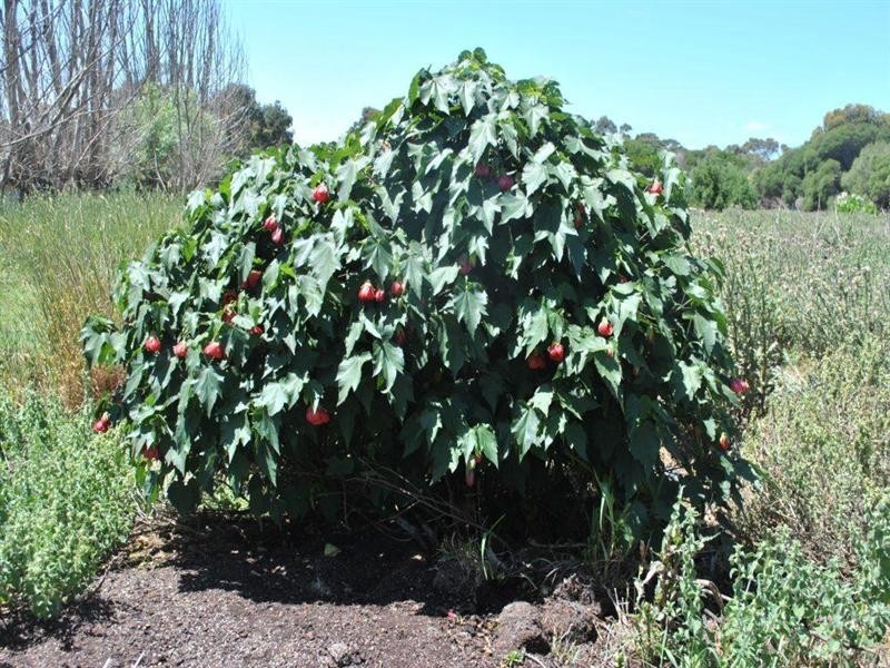 15 Constantine Drive, Lara VIC 3212