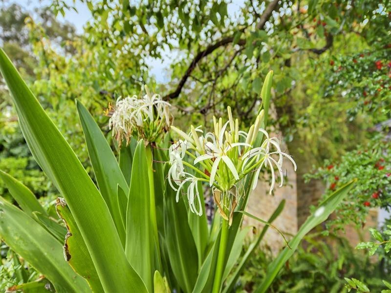 3 Brisbane Avenue, Mount Kuring-gai NSW 2080