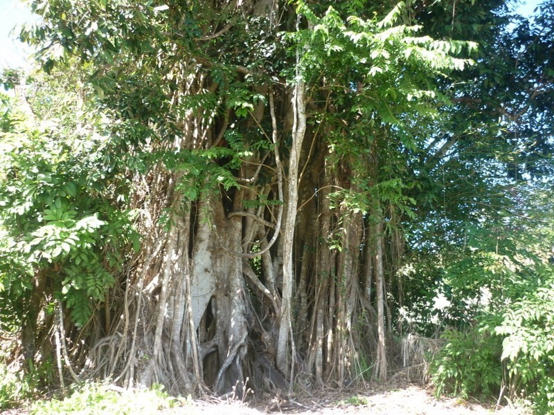 1964F Palmerston Highway, East Palmerston QLD 4860