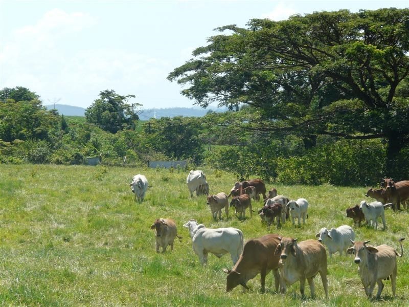 Lot 2 Crupi Road, El Arish QLD 4855