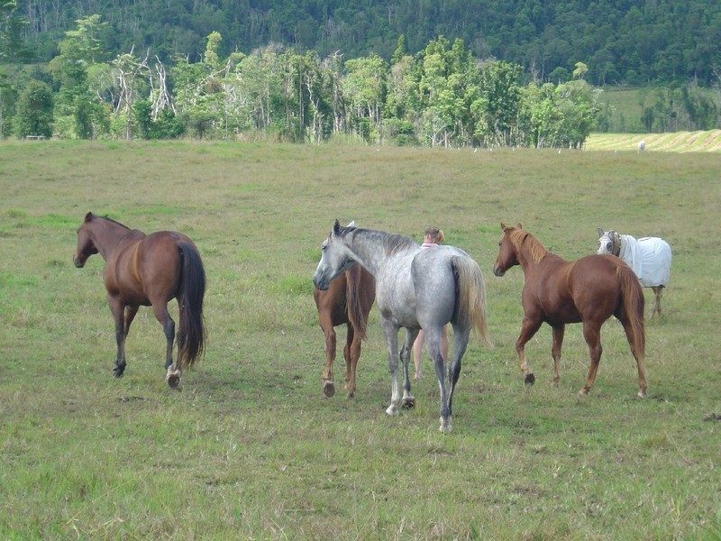 329 Mena Creek Road, Innisfail QLD 4860