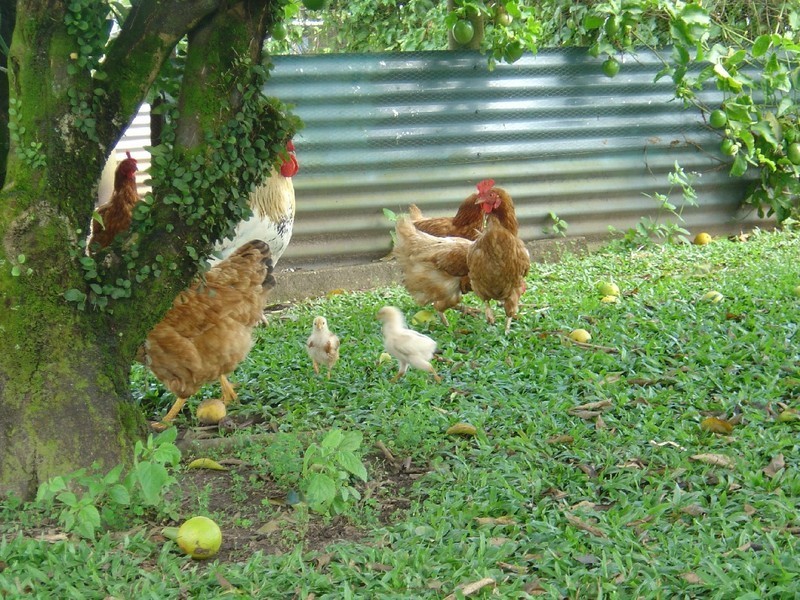 329 Mena Creek Road, Innisfail QLD 4860