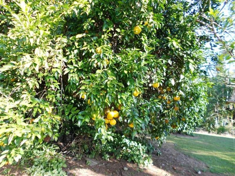 49 MENA CREEK, Mena Creek QLD 4871