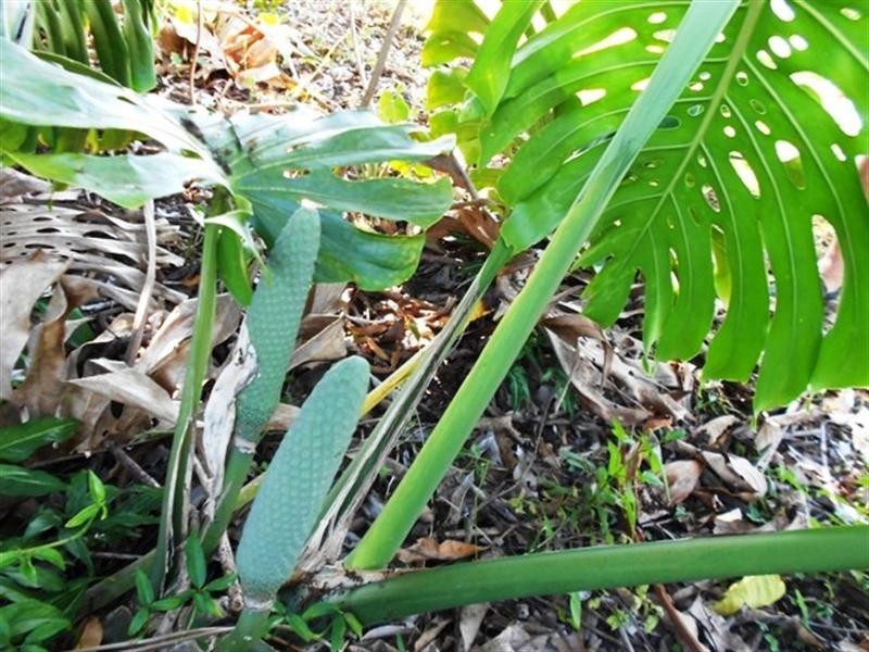 49 MENA CREEK, Mena Creek QLD 4871