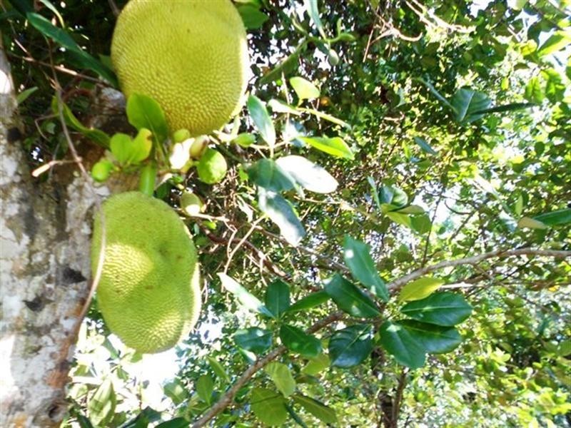 49 MENA CREEK, Mena Creek QLD 4871